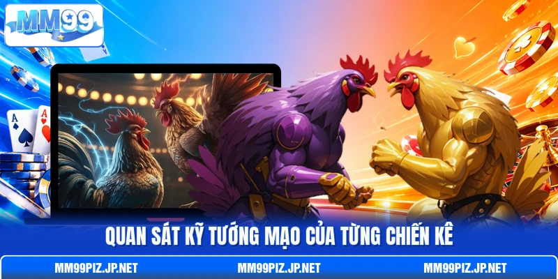 Quan sát kỹ tướng mạo của từng chiến kê